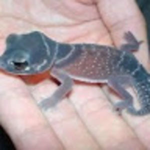 Meet your Posher, Angie